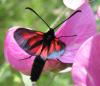 134226 – Photo : *Pascale* – France (06)