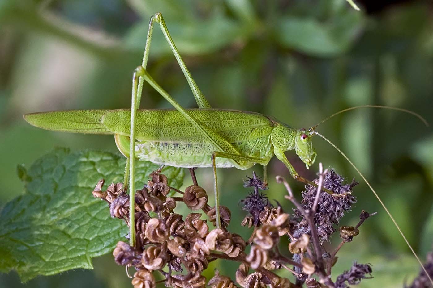 Eugène Vandebeulque - Phaneroptera falcata - réf. 134958 (1400 x 933 pixels, 136 ko)
