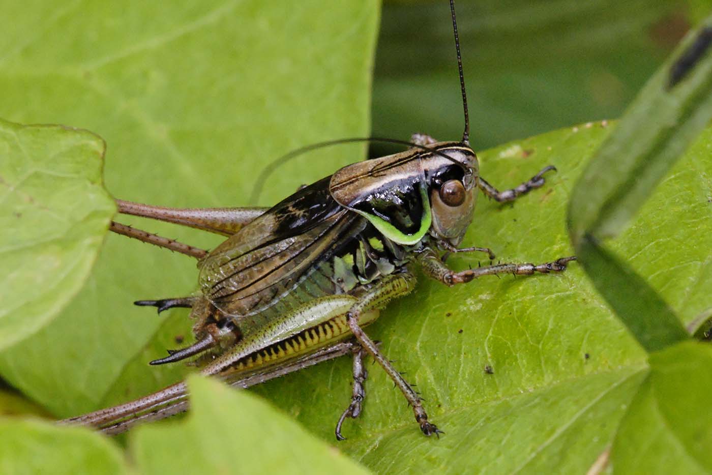 Eugène Vandebeulque - Roeseliana roeselii - réf. 134515 (1400 x 934 pixels, 116 ko)