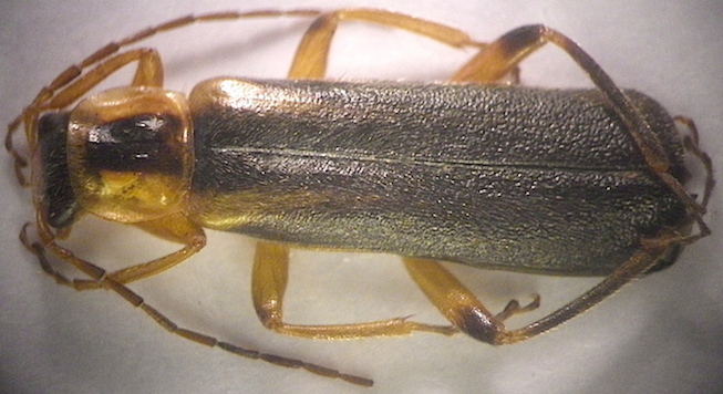 Pierre Frapa - Metacantharis discoidea - réf. 134330 (653 x 356 pixels, 133 ko)