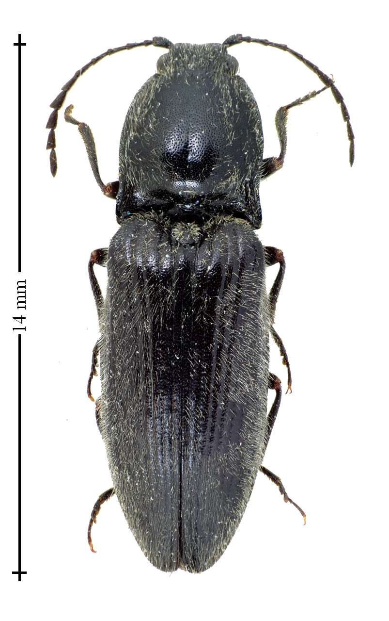 David Ignace - Hemicrepidius hirtus - réf. 134115 (803 x 1280 pixels, 169 ko)