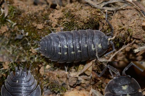 Porcellio sp.