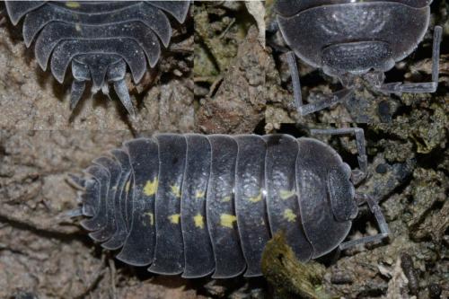 Réf. 135 742 : Porcellio sp.