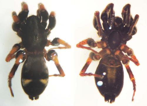 Kishidaia conspicua