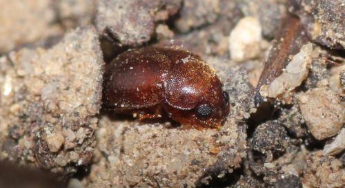 Réf. 135 816 : Pentaphyllus chrysomeloides
