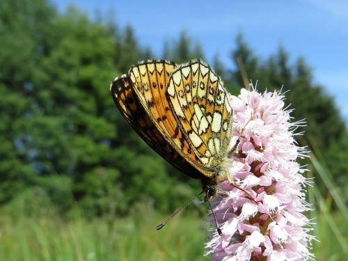 Boloria eunomia