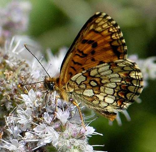 Réf. 135 834 : Melitaea sp.