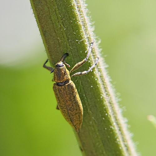 Réf. 135 992 : Lixus iridis