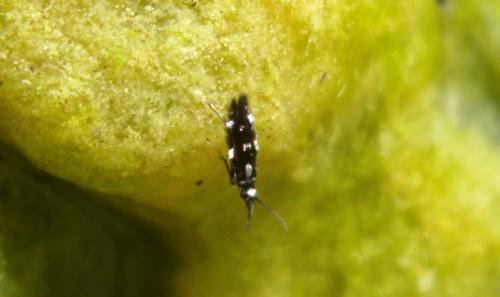 Réf. 135 414 : Stactobia furcata