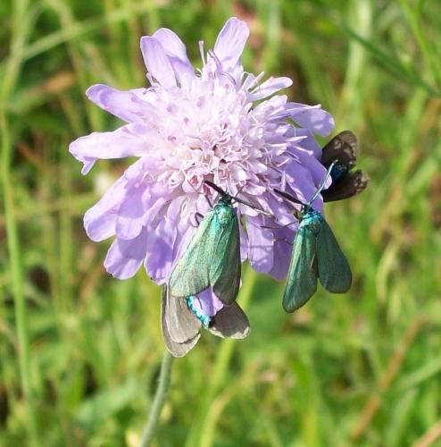 Adscita sp.