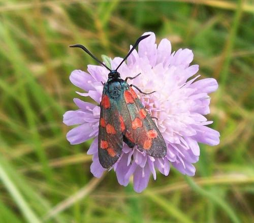 Réf. 135 999 : Zygaena sp.
