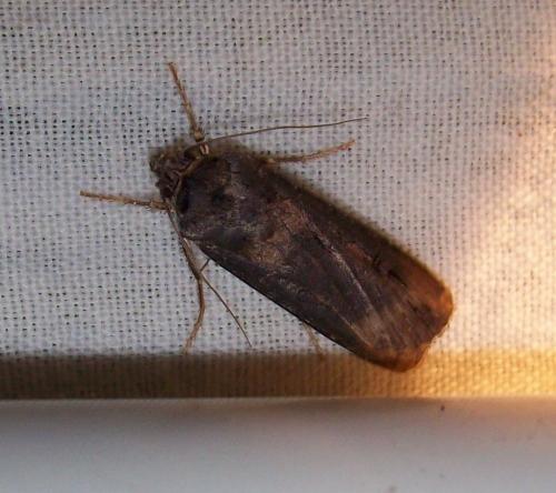 Réf. 135 909 : Agrotis ipsilon