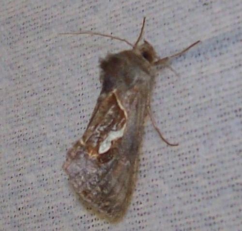 Macdunnoughia confusa