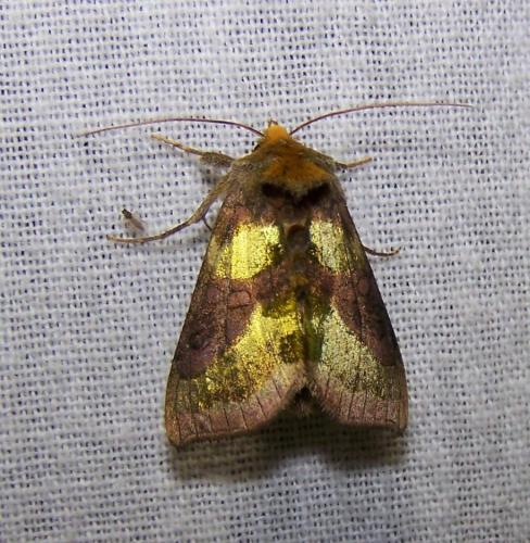 Diachrysia sp.
