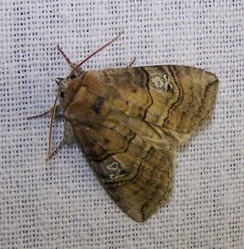 Réf. 135 199 : Tethea ocularis