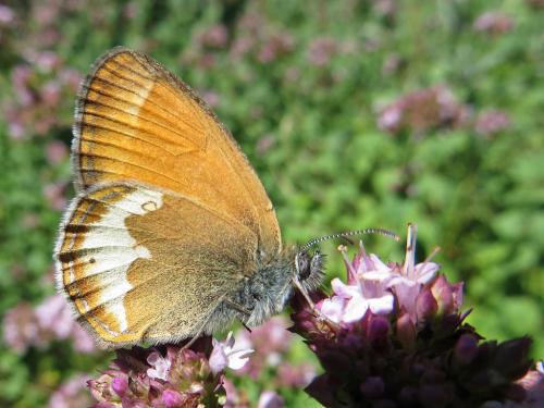 Réf. 135 716 : Coenonympha arcania