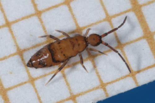 Réf. 135 889 : Willowsia nigromaculata