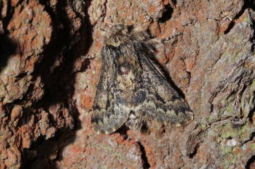 Réf. 135 890 : Apocheima hispidaria