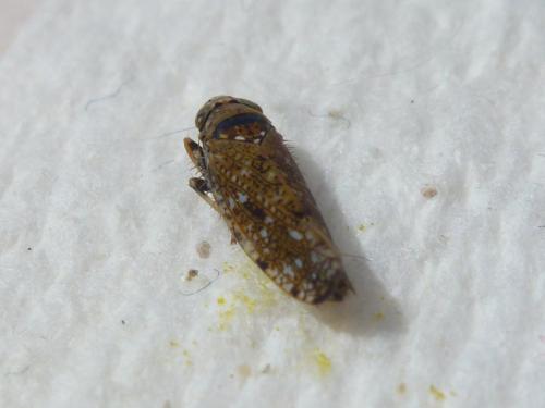 Réf. 135 019 : Orientus ishidae