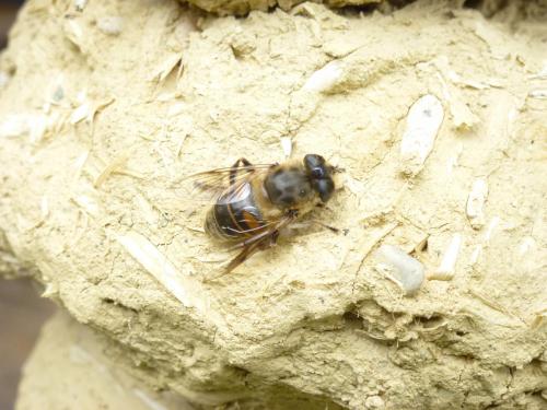 Eristalis tenax