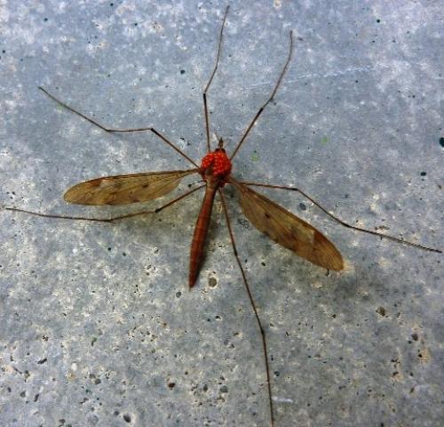 Réf. 135 372 : Tipula fulvipennis