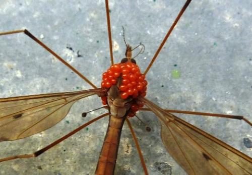 Tipula fulvipennis