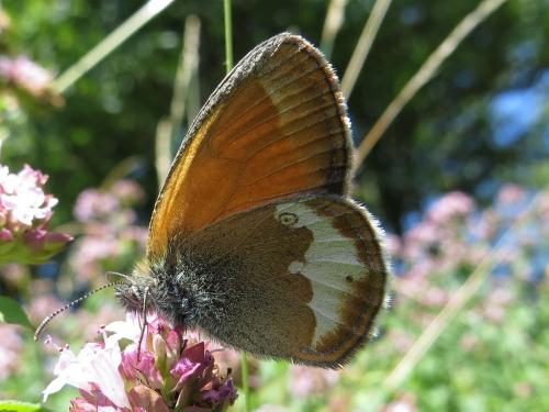 Réf. 135 717 : Coenonympha arcania