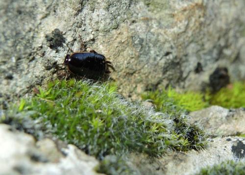 Réf. 135 701 : Loboptera sp.