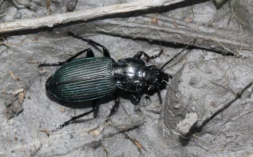 Réf. 135 100 : Poecilus lepidus