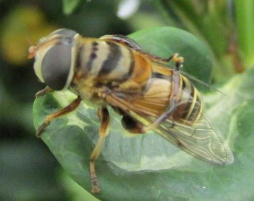 Palpada vinetorum