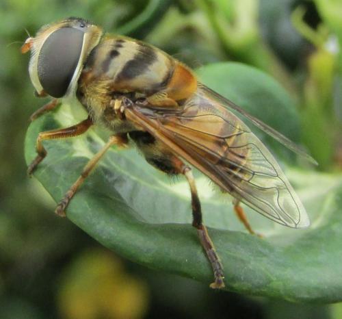 Palpada vinetorum