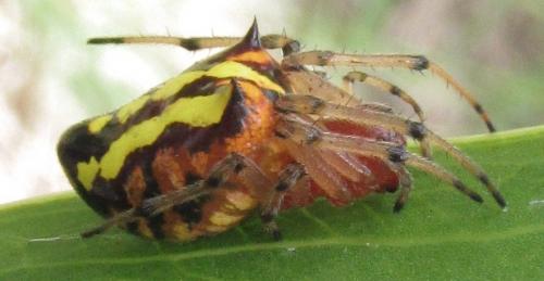 Alpaida bicornuta