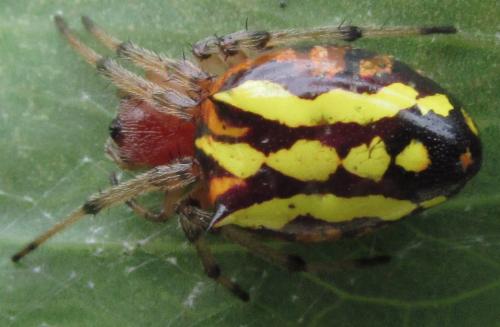 Alpaida bicornuta