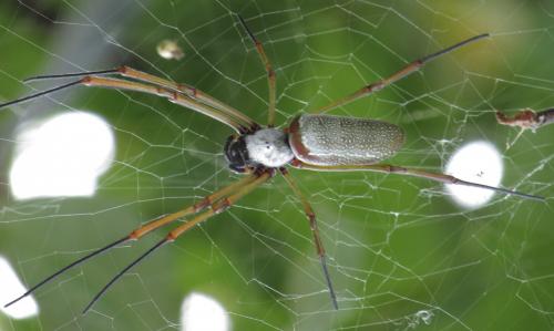 Réf. 135 964 : Trichonephila clavipes