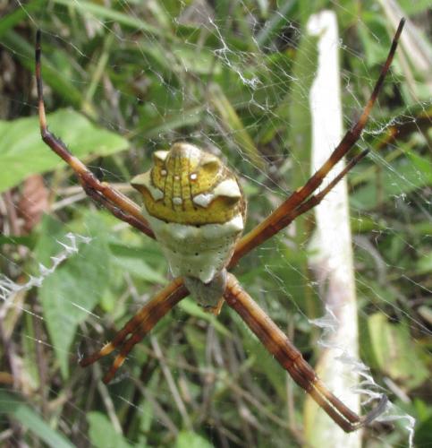Réf. 135 872 : Argiope argentata