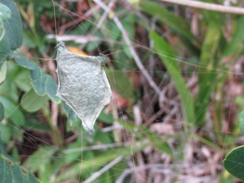 Argiope argentata