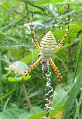 Réf. 135 960 : Argiope trifasciata