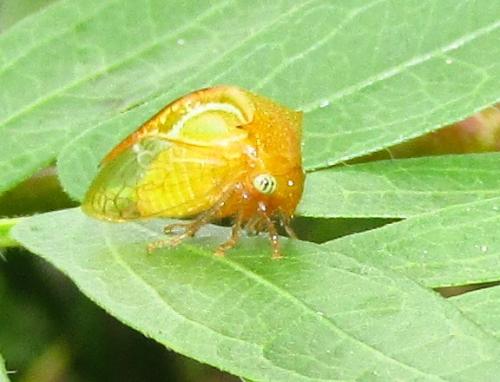 Réf. 135 120 : Ceresa sp.
