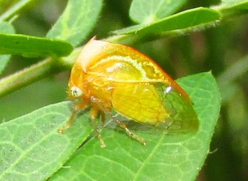 Ceresa sp.