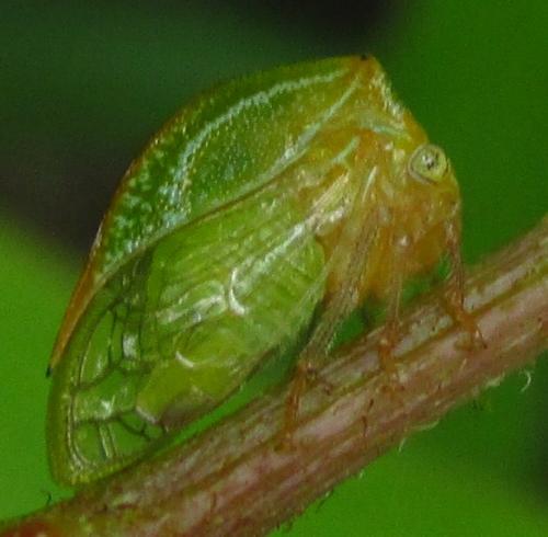Ceresa sp.