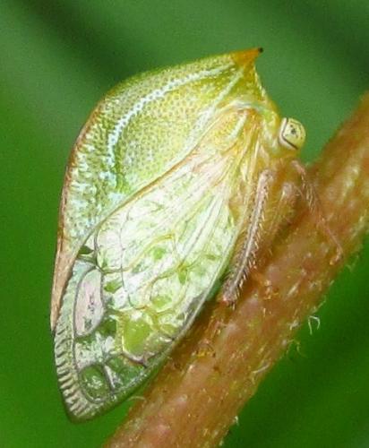 Réf. 135 123 : Ceresa sp.