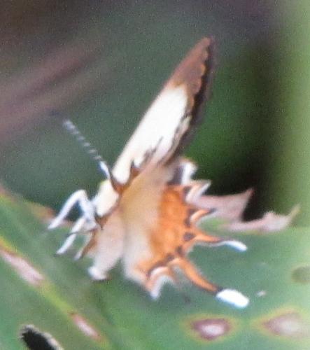 Helicopis cupido