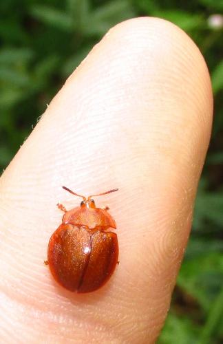 Cassidinae
