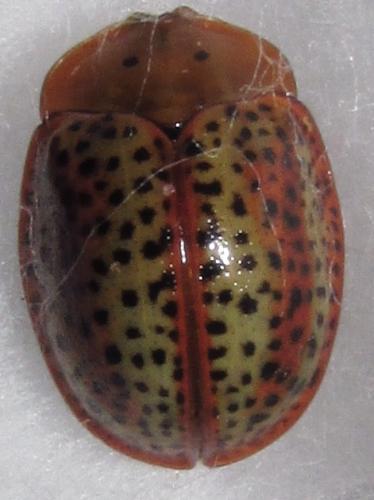 Réf. 135 867 : Chelymorpha cribraria