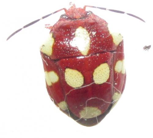 Stiretrus decemguttatus