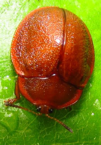 Réf. 135 214 : Cassidinae inconnu