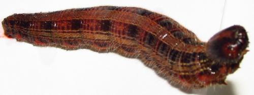 Brassolis sophorae