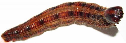 Brassolis sophorae