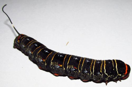 Isognathus caricae