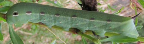 Xylophanes tersa